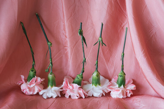 Row of pink and white carnations