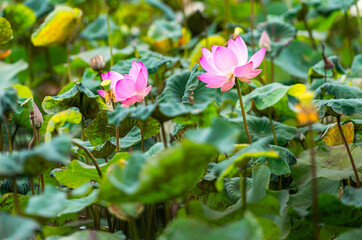 Beautiful two blooming pink lotus flower in lotus pond, bright colour under sunlight in morning.
