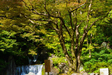 日本庭園　大きなモミジの木と滝