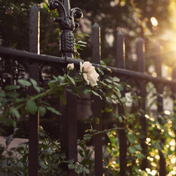 Garden Rose Through Iron Fence In Summer Sun