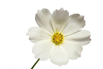 Fototapeta premium Cosmos Flower on a White Background