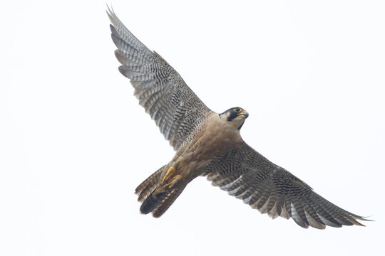 Falcon in Flight