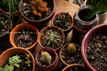 Beautiful arrangement of small plants and cactuses 