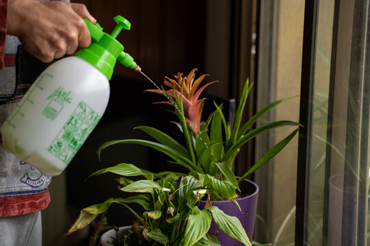 Male hand watering bromelia plant at home
