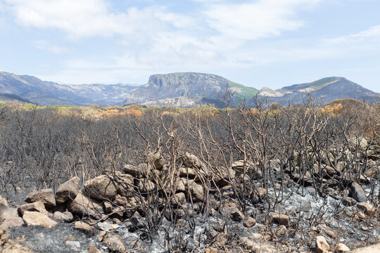  scenery of the consequence of a massive fire