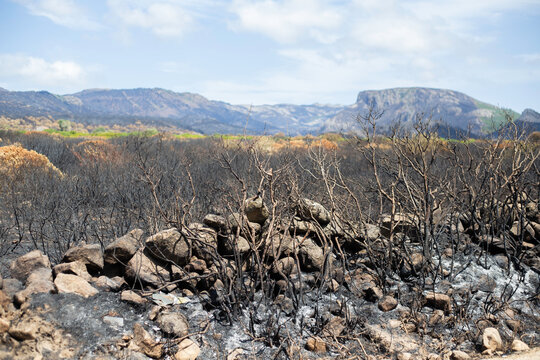  scenery of the consequence of a massive fire