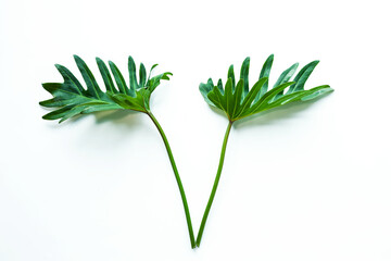 Beautiful Tropical leaf isolated on white background for design elements, Flat lay