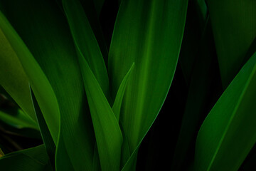 abstract green leaf texture, dark foliage nature background, tropical leaf