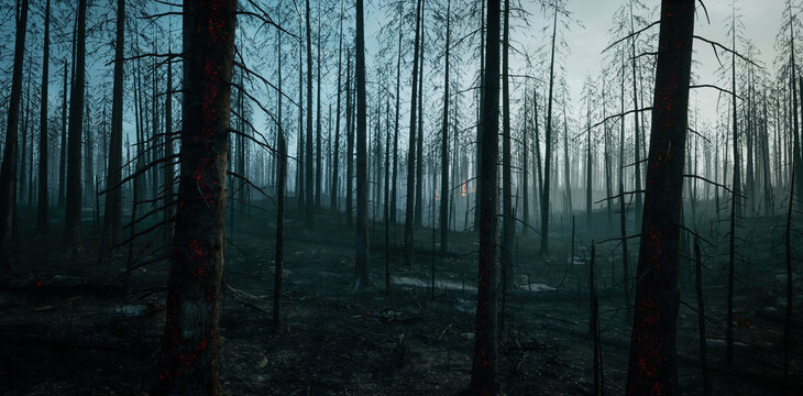 Calm morning in the forest after fire
