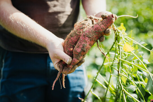 Farmer holding sweet potatoes