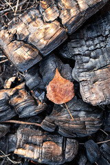 Fall leaf on charcoals in sunshine. Creative minimalist autumn concept.