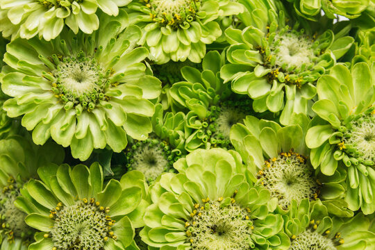 Green zinnia flower background