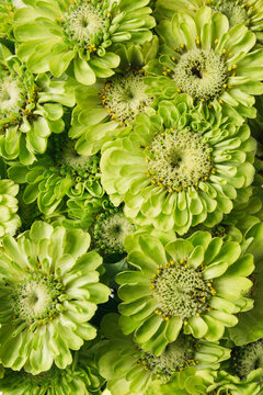 Green zinnia flowers closeup