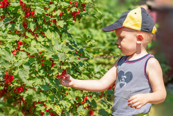 A baby boy collects red currants from a bush
