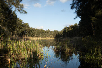 Creek/ Lake Landscape