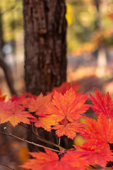 Maple leaves on a tree in autumn time