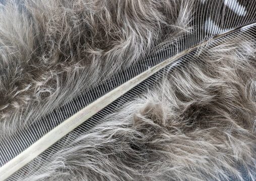 Guinea Fowl Feather, Closeup