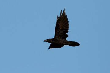 Common raven (Corvus corax)