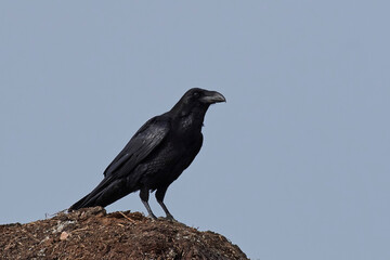 Common raven (Corvus corax)