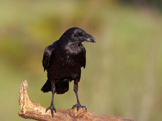 Common raven (Corvus corax)