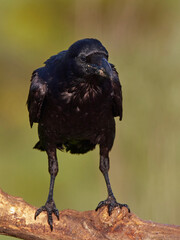 Common raven (Corvus corax)