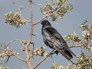 Common raven (Corvus corax)