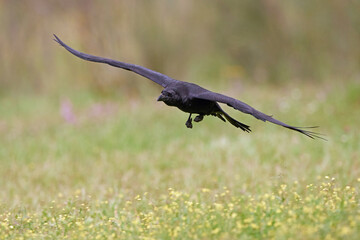 Common raven (Corvus corax)