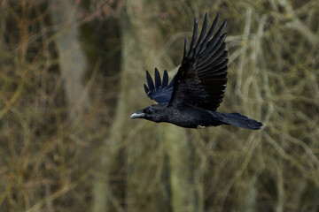 Common raven (Corvus corax)