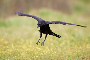 Common raven (Corvus corax)