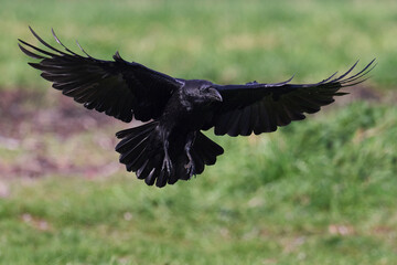 Common raven (Corvus corax)