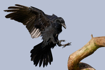 Common raven (Corvus corax)