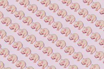 Piglets