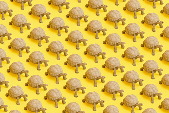 Tortoise