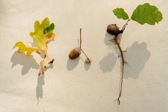 Three Oak tree details - acorn, leaves and roots