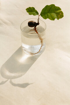 Acorn In A Glass With Sun Rays