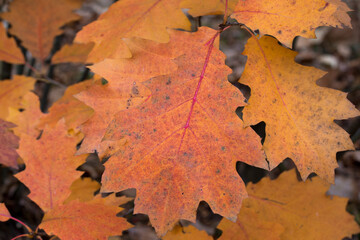 quercus rubra,  red oak orange leaves selective focus