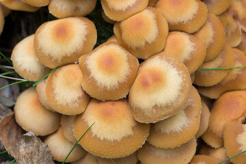 Kuehneromyces mutabilis, sheathed woodtuft mushroom  in forest