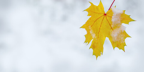 Yellow maple leaf covered ice and frost on blurred blue colored snowy background with copy space. First snow, winter time concept