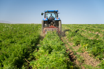 harvesting carrots by a tractor