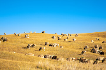 Fototapeta premium herd of sheep under sky
