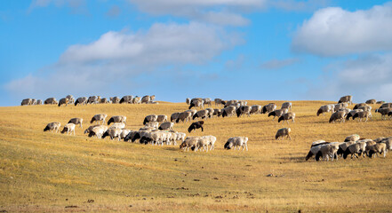 herd of sheep under sky