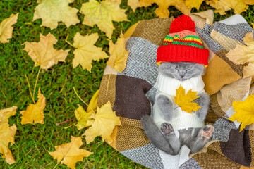 Funny kitten wearing warm hat and sweater sleeps on plaid and holds yellow maple leaf. Top down view. Empty space for text