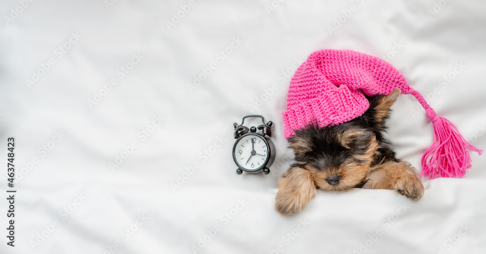 Poster yorkshire terrier puppy wearing warm hat sleeps with alarm clock under white warm blanket on a bed a