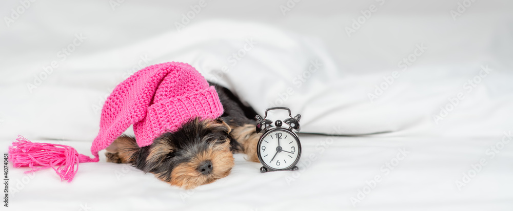 Poster yorkshire terrier puppy wearing warm hat sleeps with alarm clock under white warm blanket on a bed a