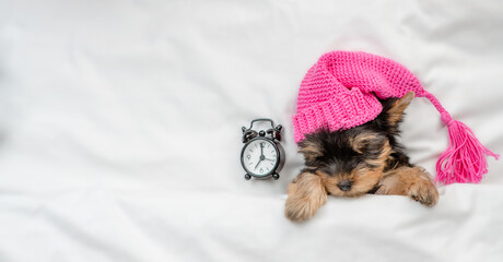 Yorkshire terrier puppy wearing warm hat sleeps with alarm clock under white warm blanket on a bed...