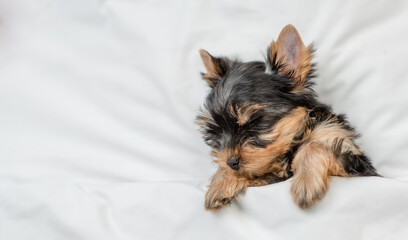 Cute tiny Yorkshire terrier puppy sleeps on a bed at home. Top down view. Empty space for text