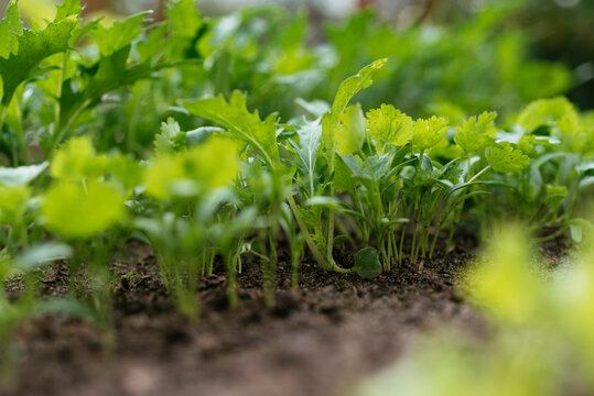 Coriander and Mizuna