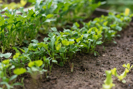 Coriander and Mizuna