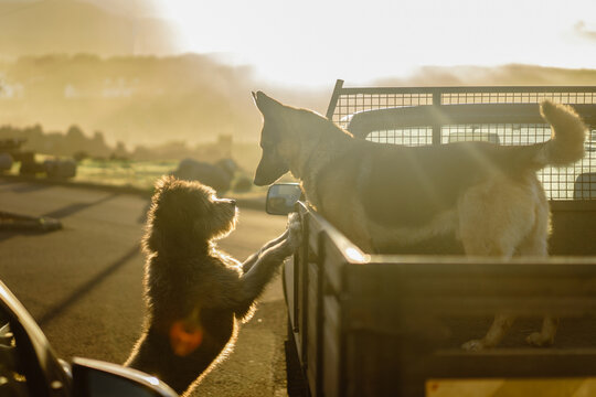 Cute dogs smelling each other on top of truck st sunset