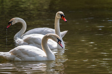 Graceful white Swans swimming in the lake, swans in the wild